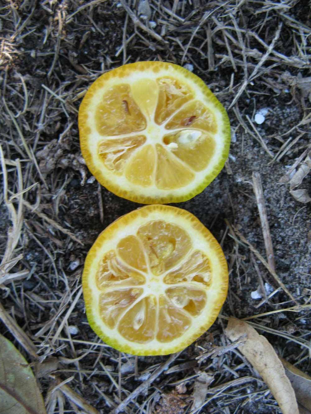              Fruit cross-section of    lemonquat (Winter Haven, FL)       